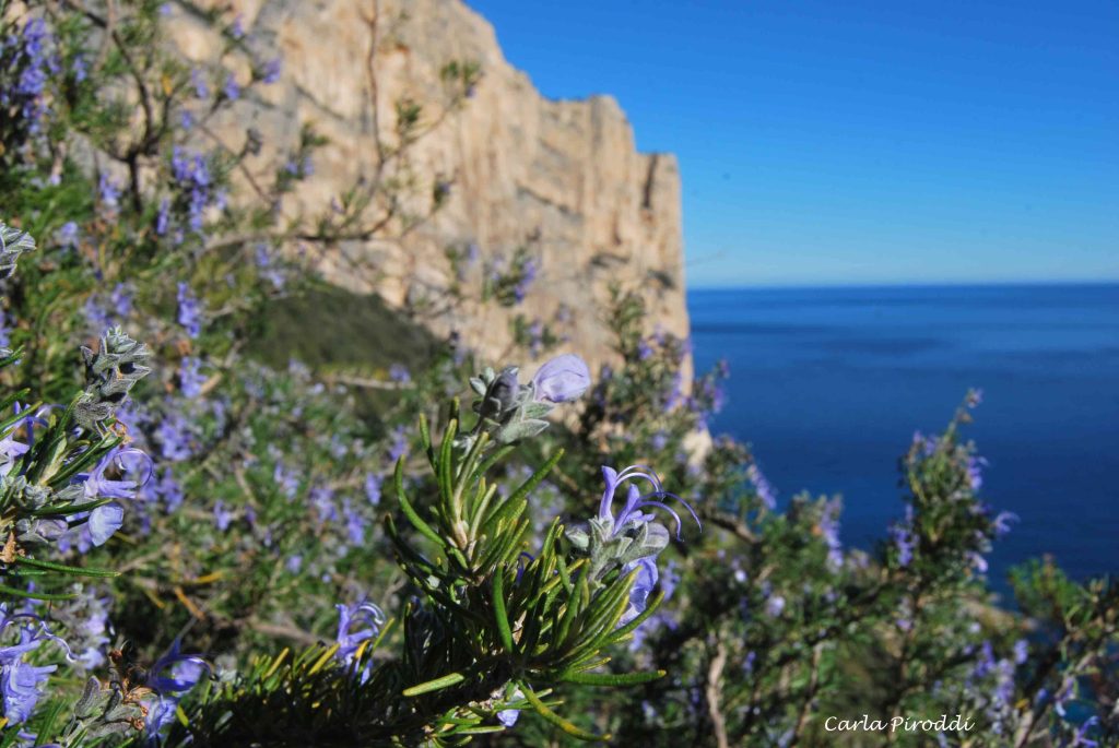 profumi di sardegna